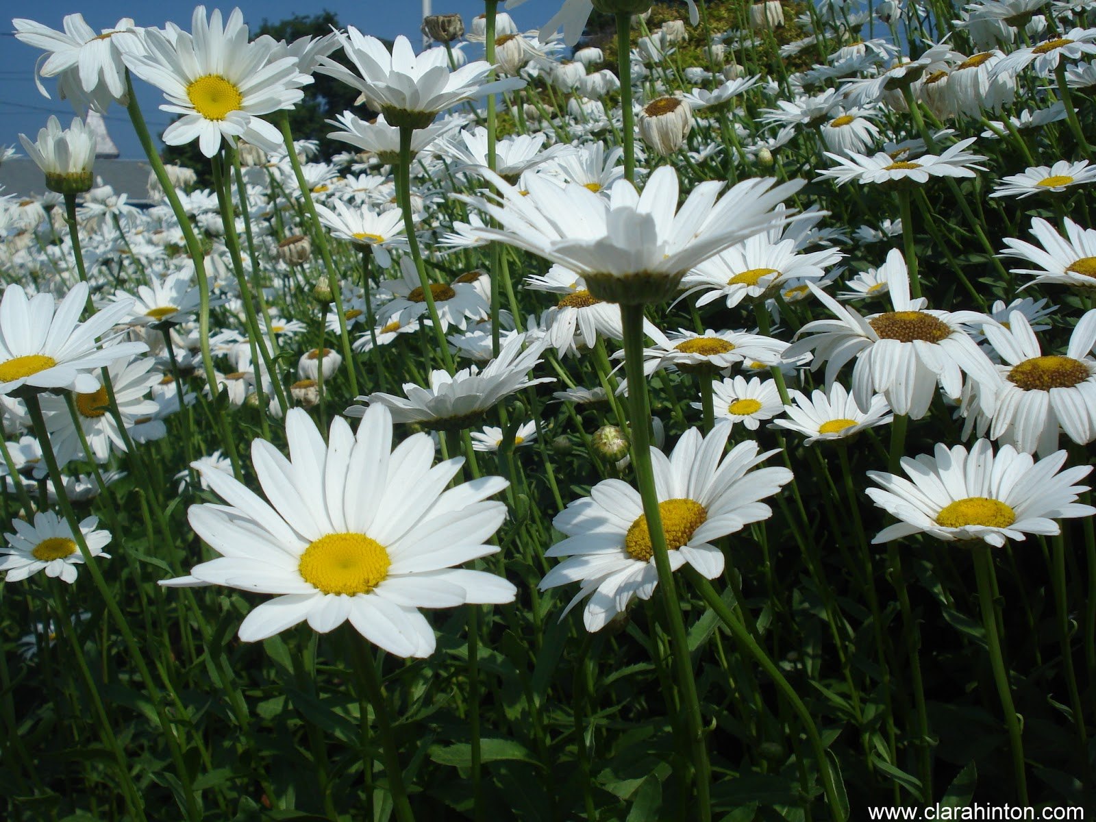White daisies growing in the garden